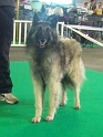 n°94 Chentyt des loups de la foret sacrée 5406